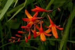 Crocosmia aurea subsp. aurea