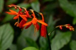 Crocosmia aurea subsp. aurea
