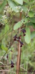 Gladiolus atropurpureus