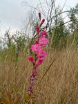 Gladiolus mosambicensis