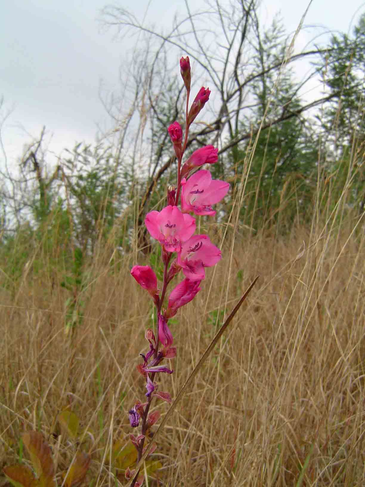 Gladiolus mosambicensis