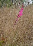 Gladiolus mosambicensis