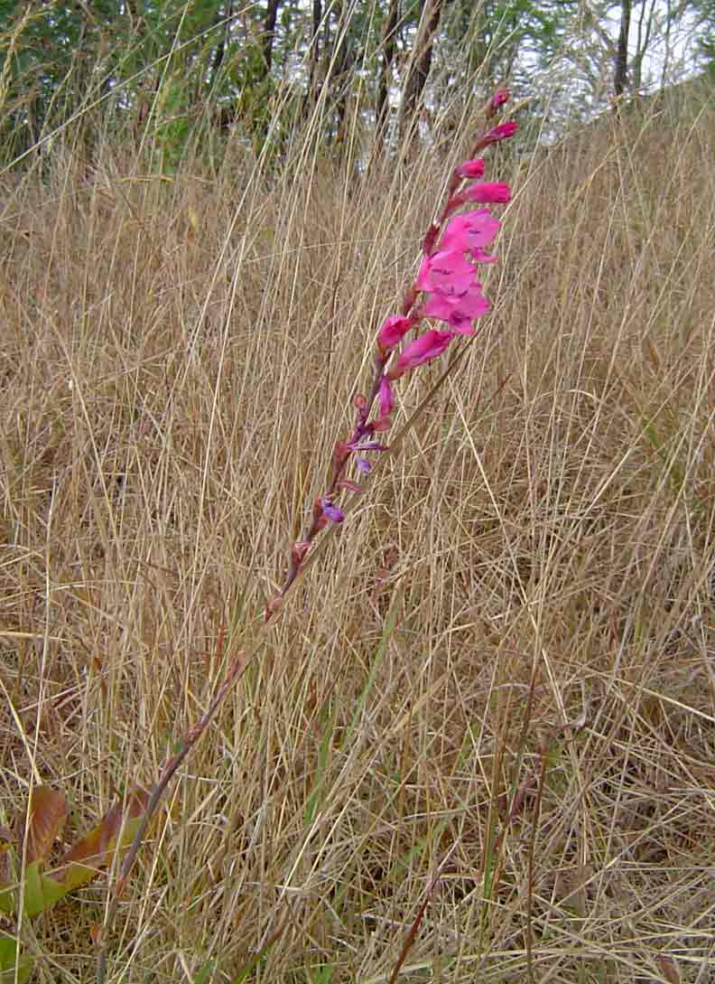 Gladiolus mosambicensis