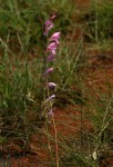 Gladiolus mosambicensis