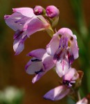 Gladiolus mosambicensis