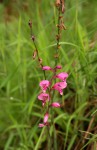 Gladiolus mosambicensis