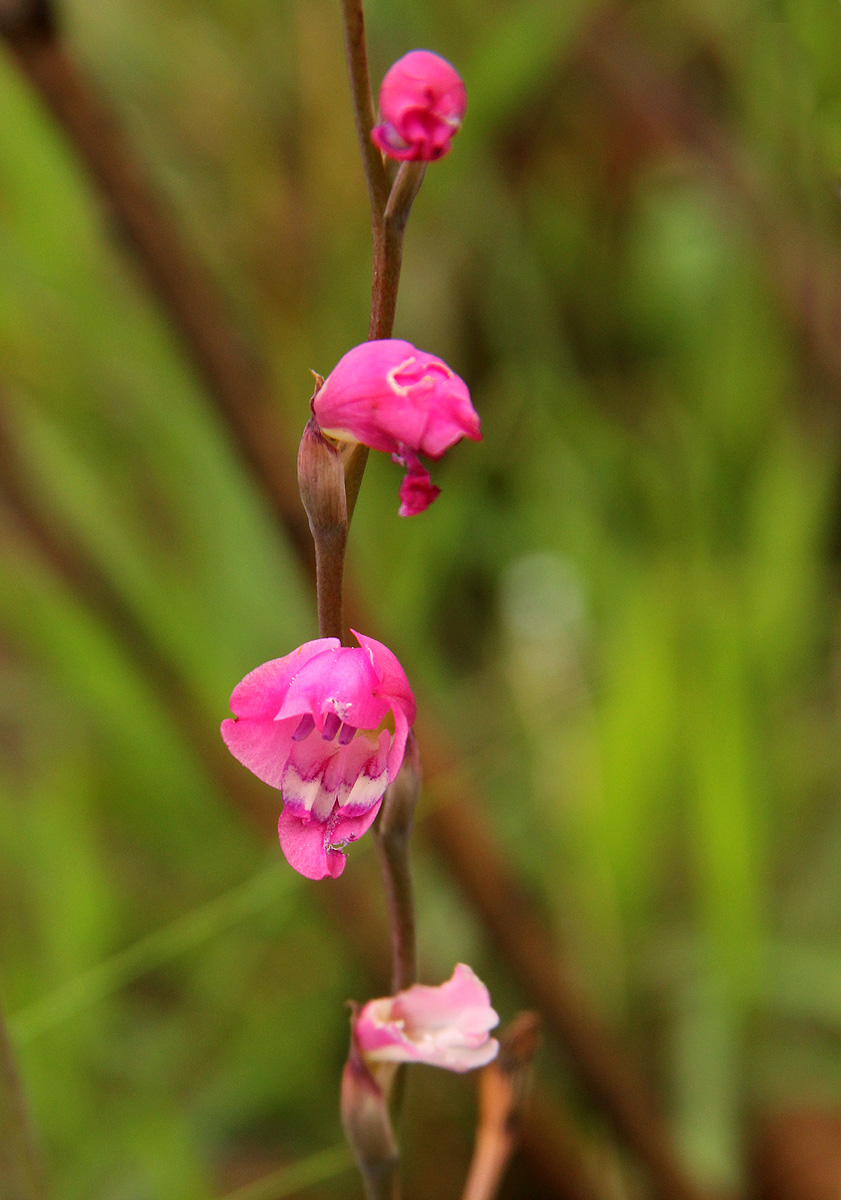 Gladiolus mosambicensis