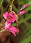 Gladiolus mosambicensis