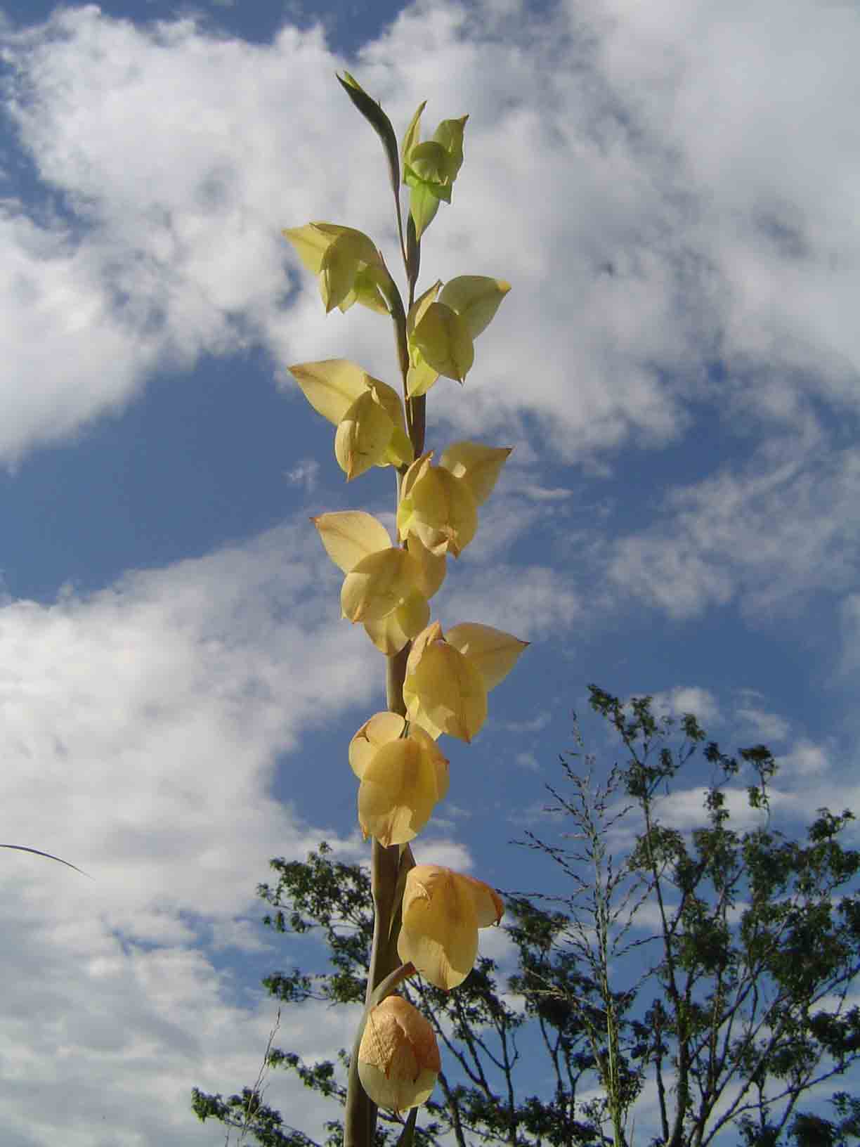 Gladiolus dalenii subsp. dalenii