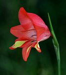 Gladiolus decoratus