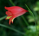 Gladiolus decoratus