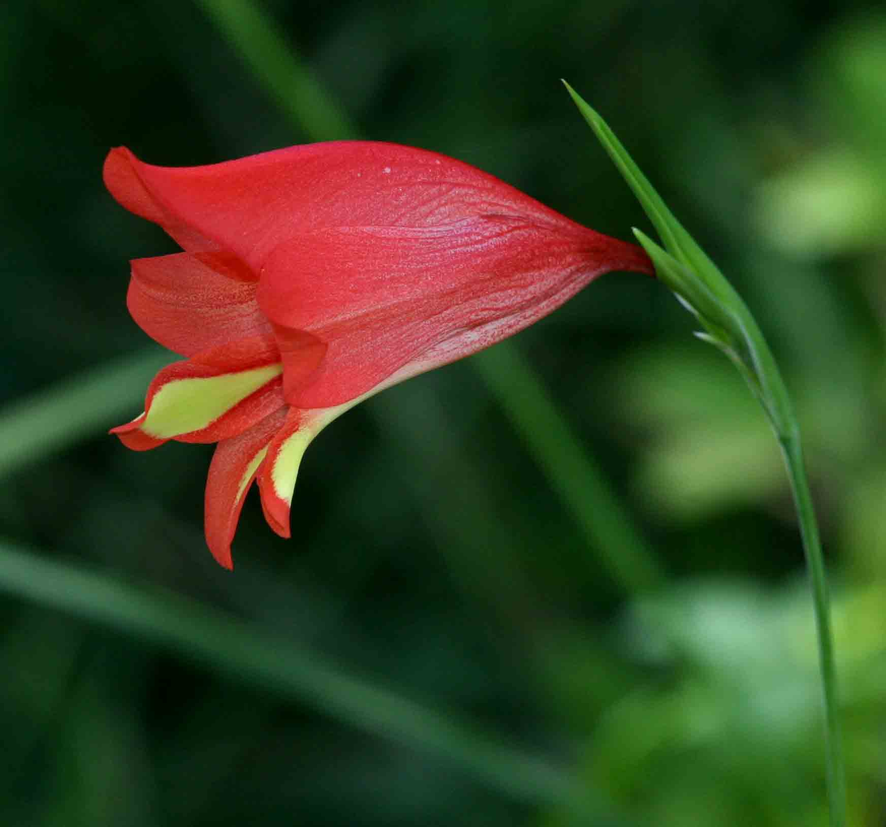 Gladiolus decoratus