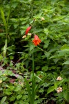 Gladiolus decoratus