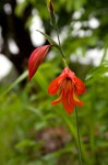 Gladiolus decoratus