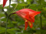 Gladiolus decoratus