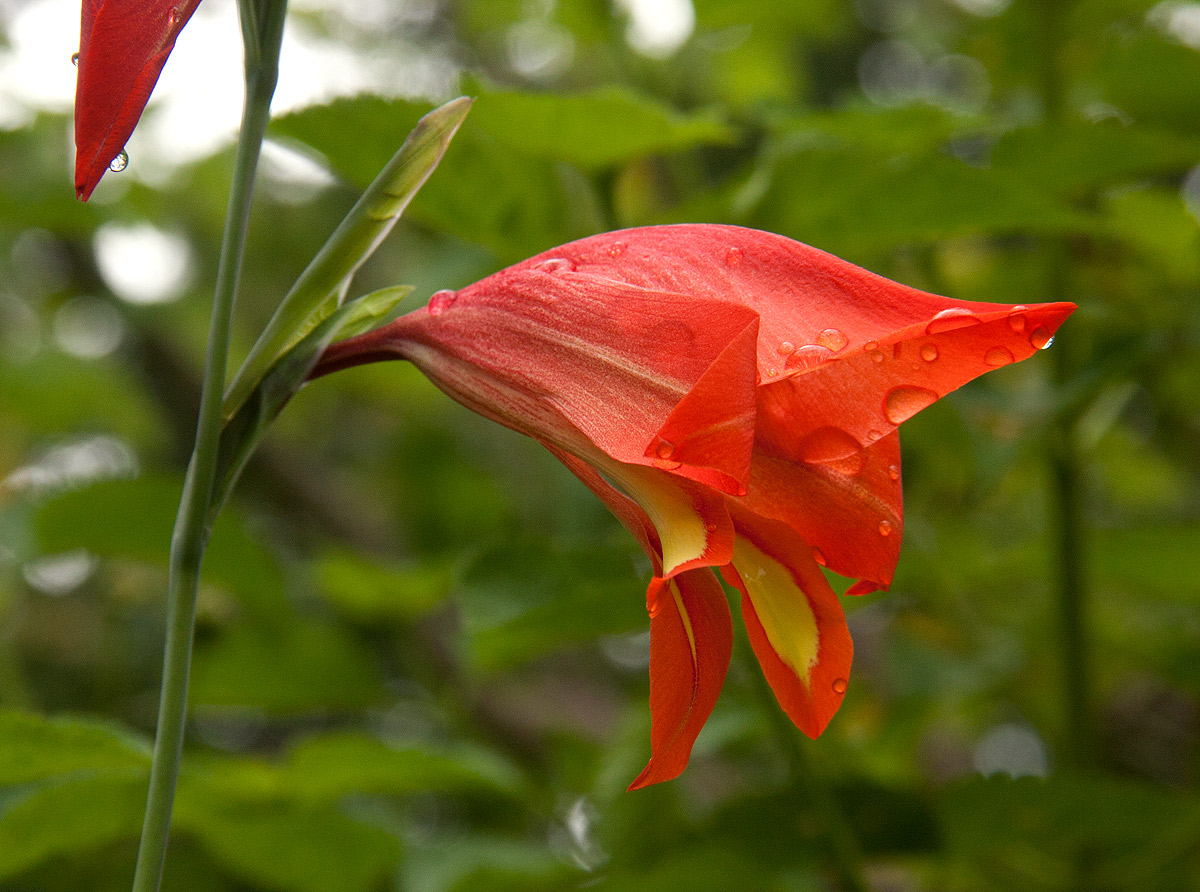 Gladiolus decoratus