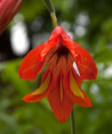 Gladiolus decoratus