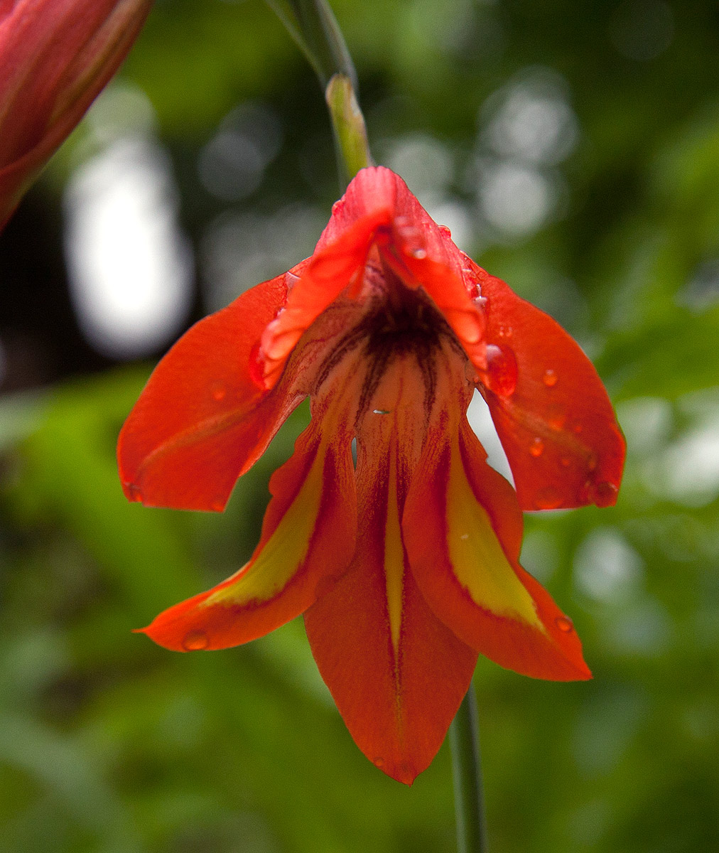 Gladiolus decoratus