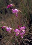 Gladiolus juncifolius