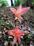 Gladiolus melleri