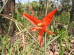 Gladiolus melleri