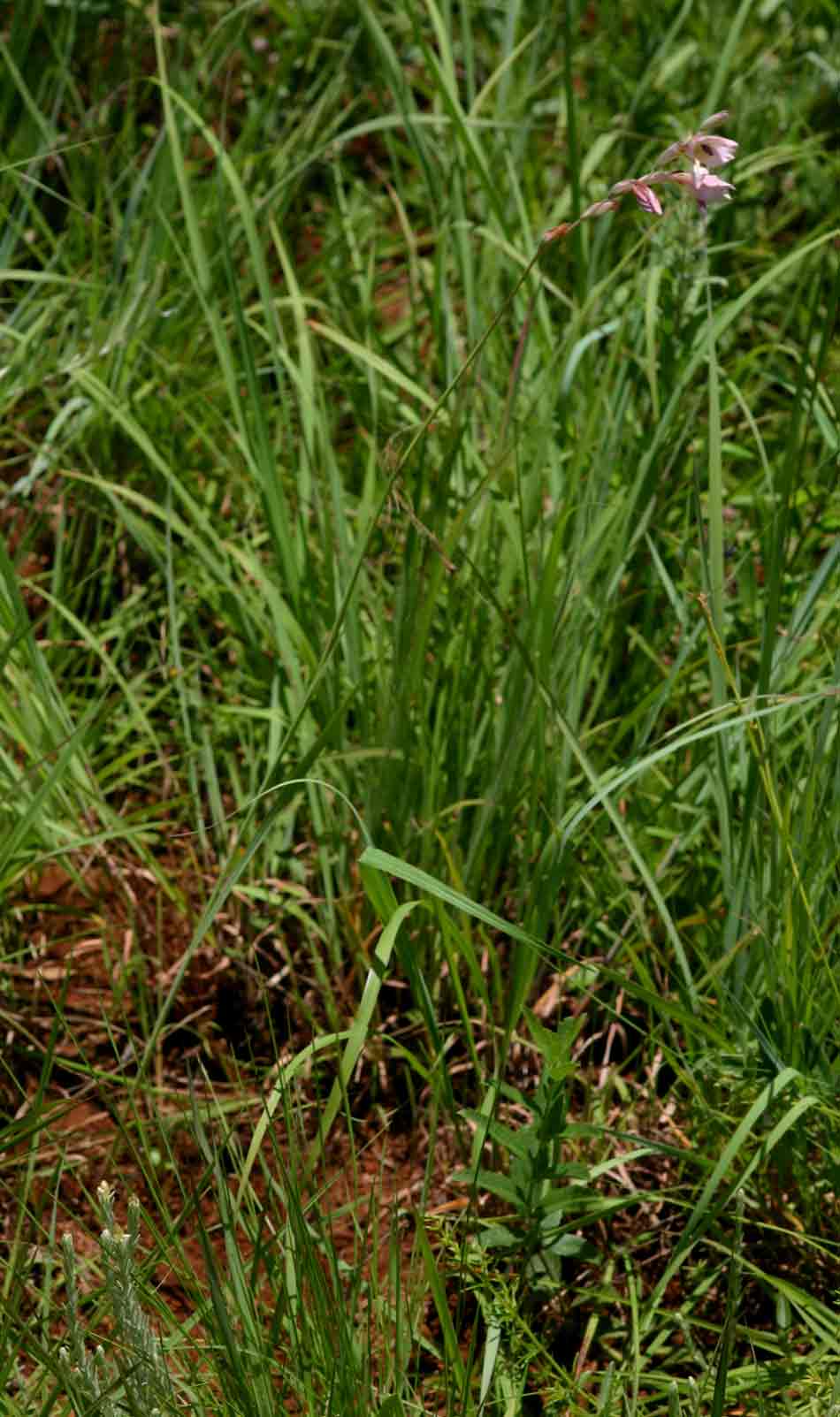 Gladiolus zimbabweensis