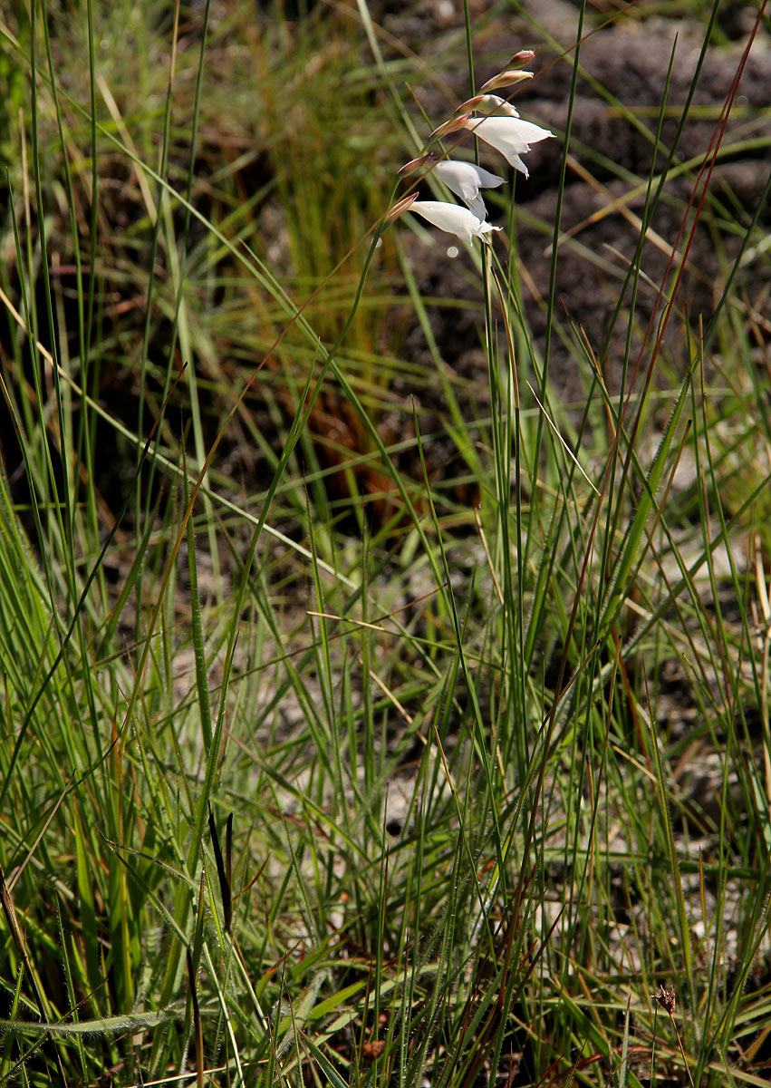 Gladiolus zimbabweensis