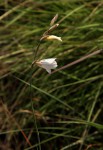 Gladiolus zimbabweensis