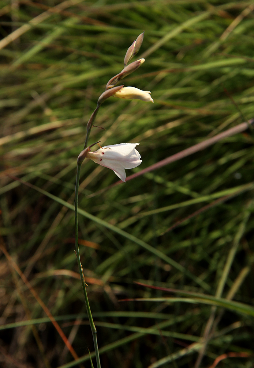Gladiolus zimbabweensis