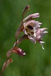 Gladiolus zimbabweensis