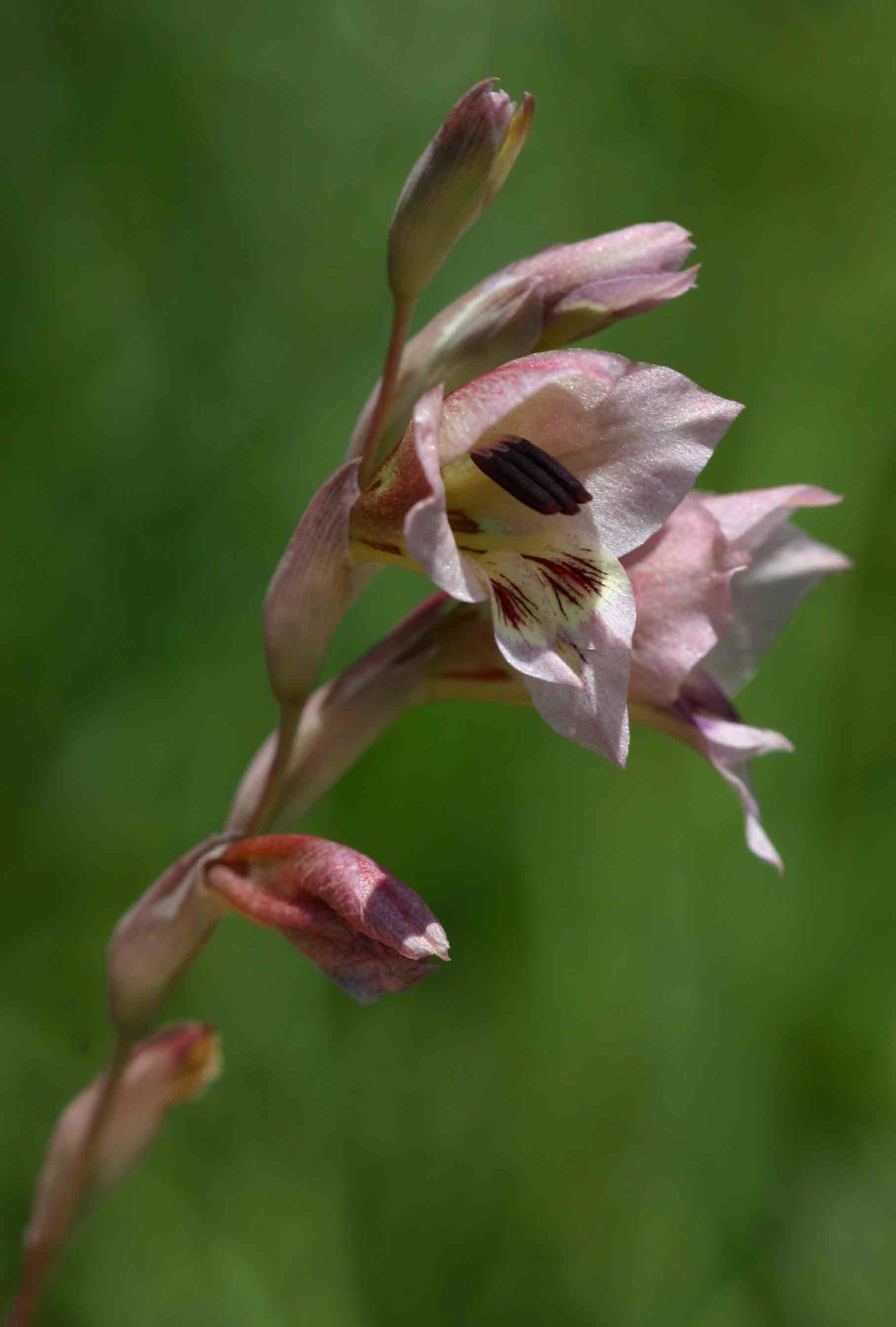 Gladiolus zimbabweensis