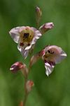 Gladiolus zimbabweensis