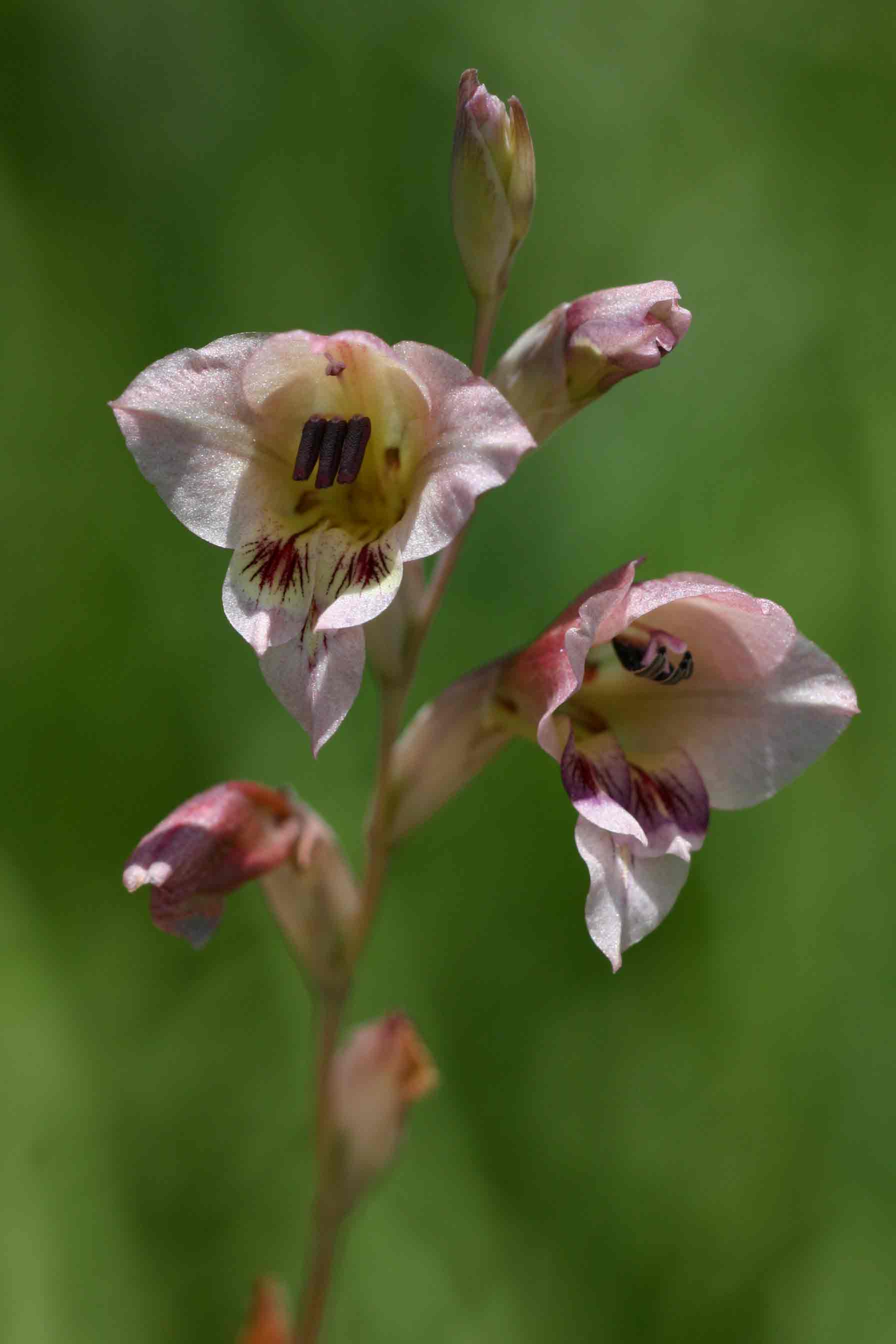 Gladiolus zimbabweensis