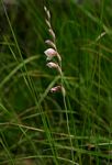 Gladiolus zimbabweensis