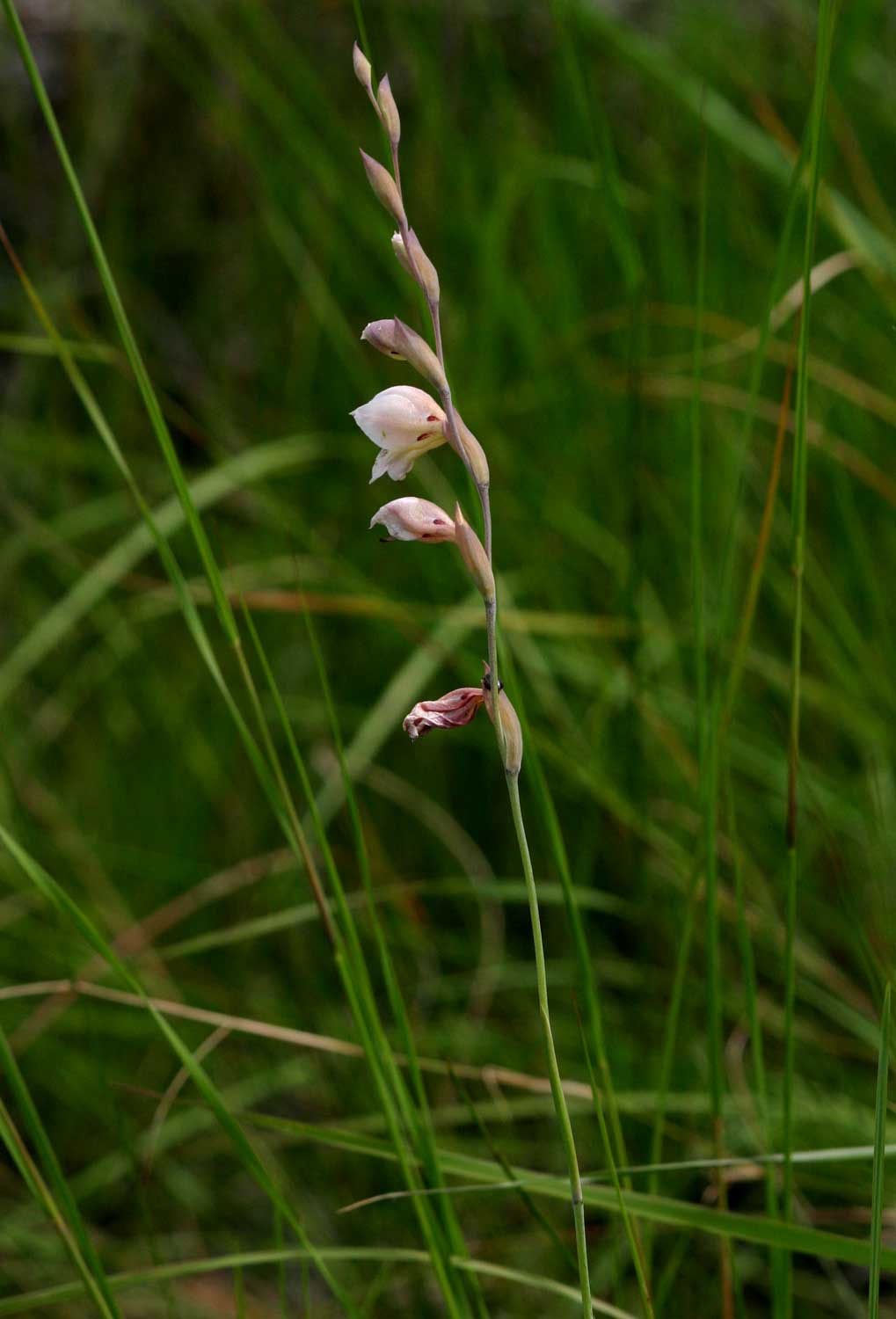 Gladiolus zimbabweensis