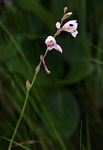 Gladiolus zimbabweensis