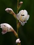 Gladiolus zimbabweensis