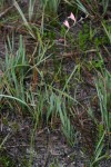 Gladiolus zimbabweensis