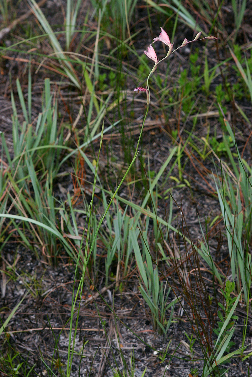 Gladiolus zimbabweensis