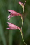 Gladiolus zimbabweensis