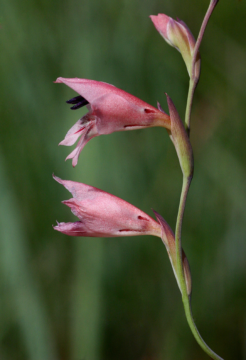 Gladiolus zimbabweensis