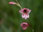 Gladiolus zimbabweensis