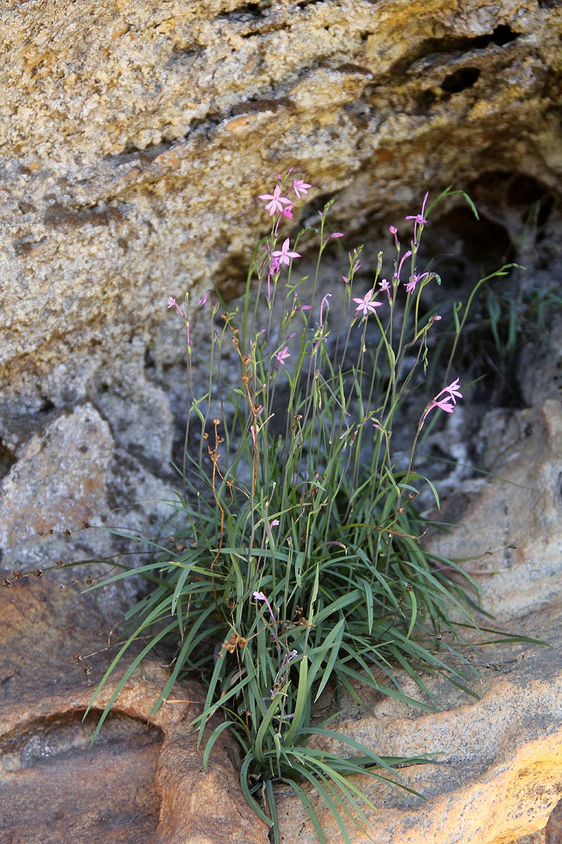 Radinosiphon leptostachya