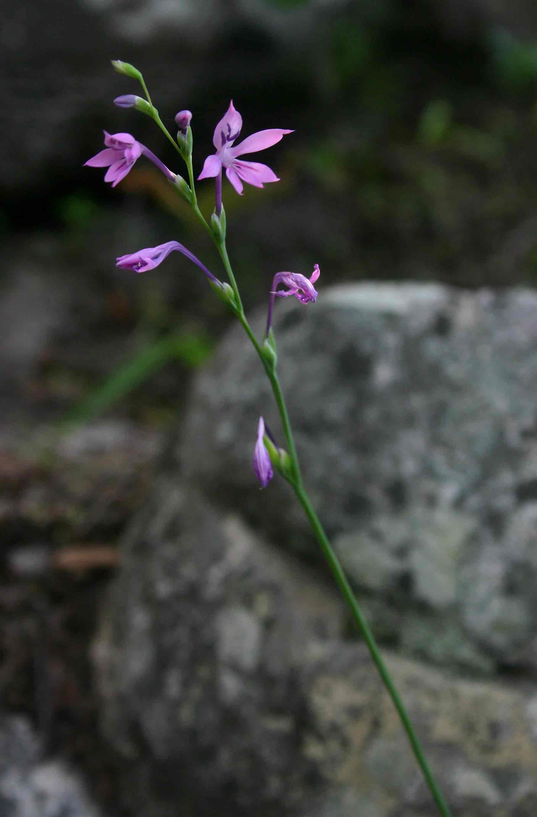 Radinosiphon leptostachya