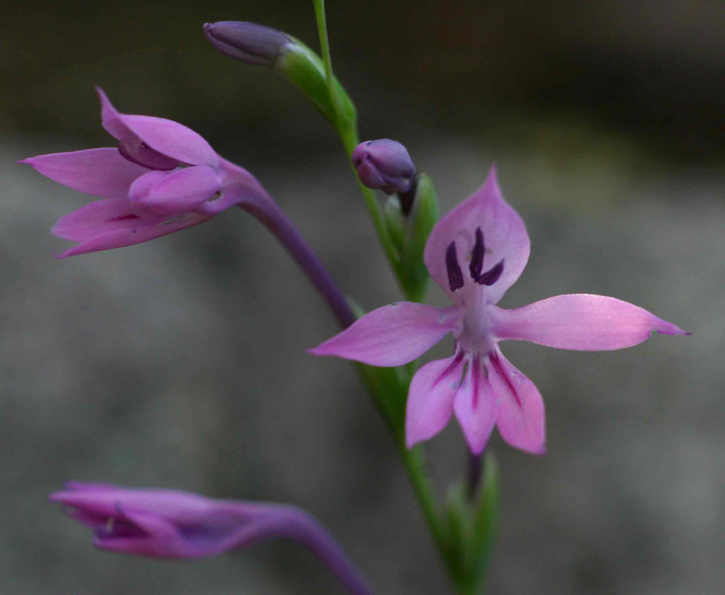 Radinosiphon leptostachya