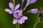 Afrosolen erythranthus