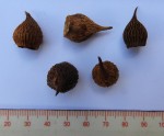 Afrosolen erythranthus
