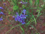 Afrosolen erythranthus