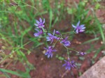 Afrosolen erythranthus