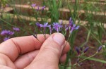 Afrosolen erythranthus